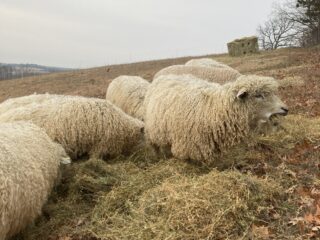Sheep_Cotswold_Orchard_Winter