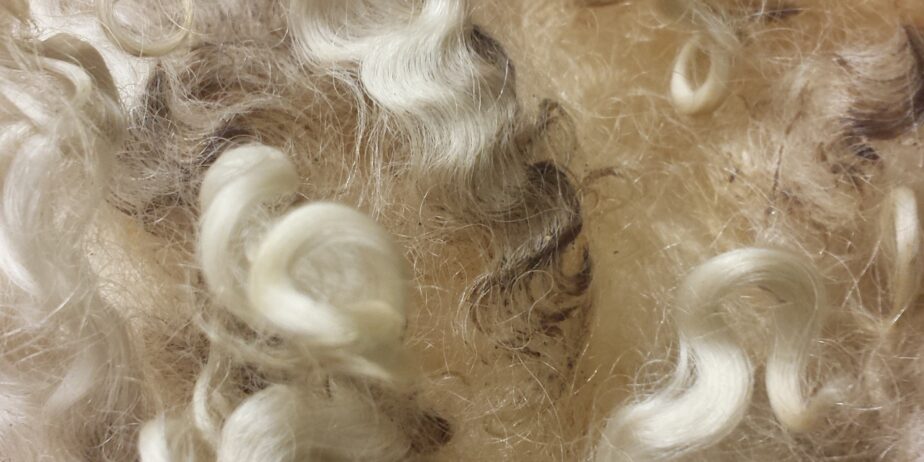 Raw Cotswold Wool