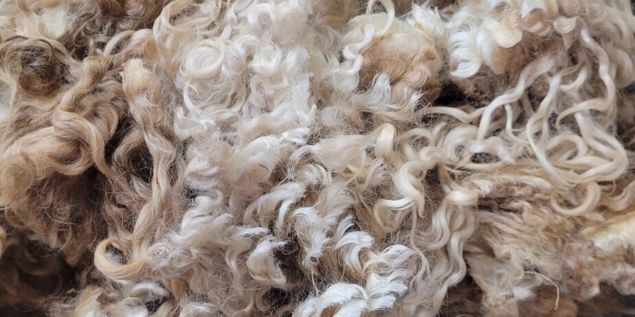 Raw Cotswold Wool