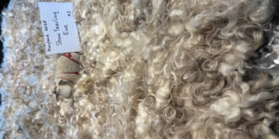 Ewetopia Cotswold Show Fleece