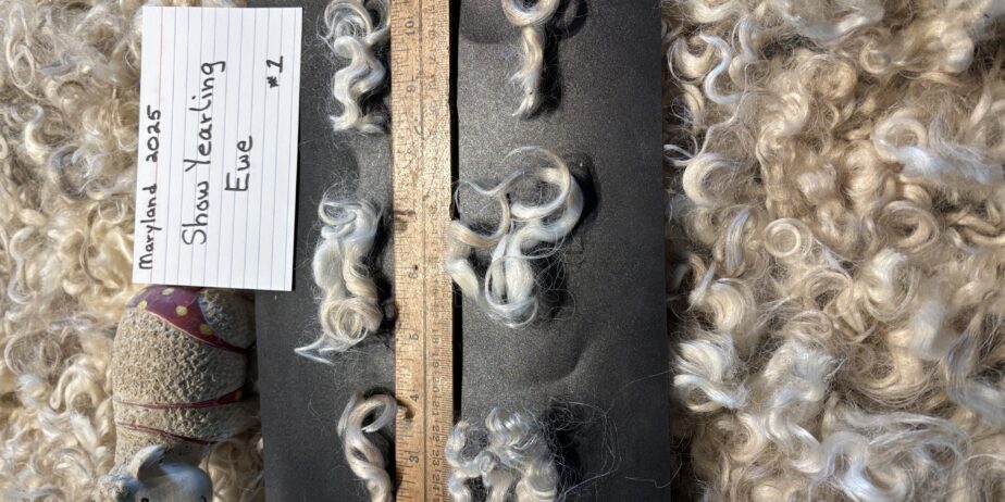 Ewetopia Cotswold Show Fleece