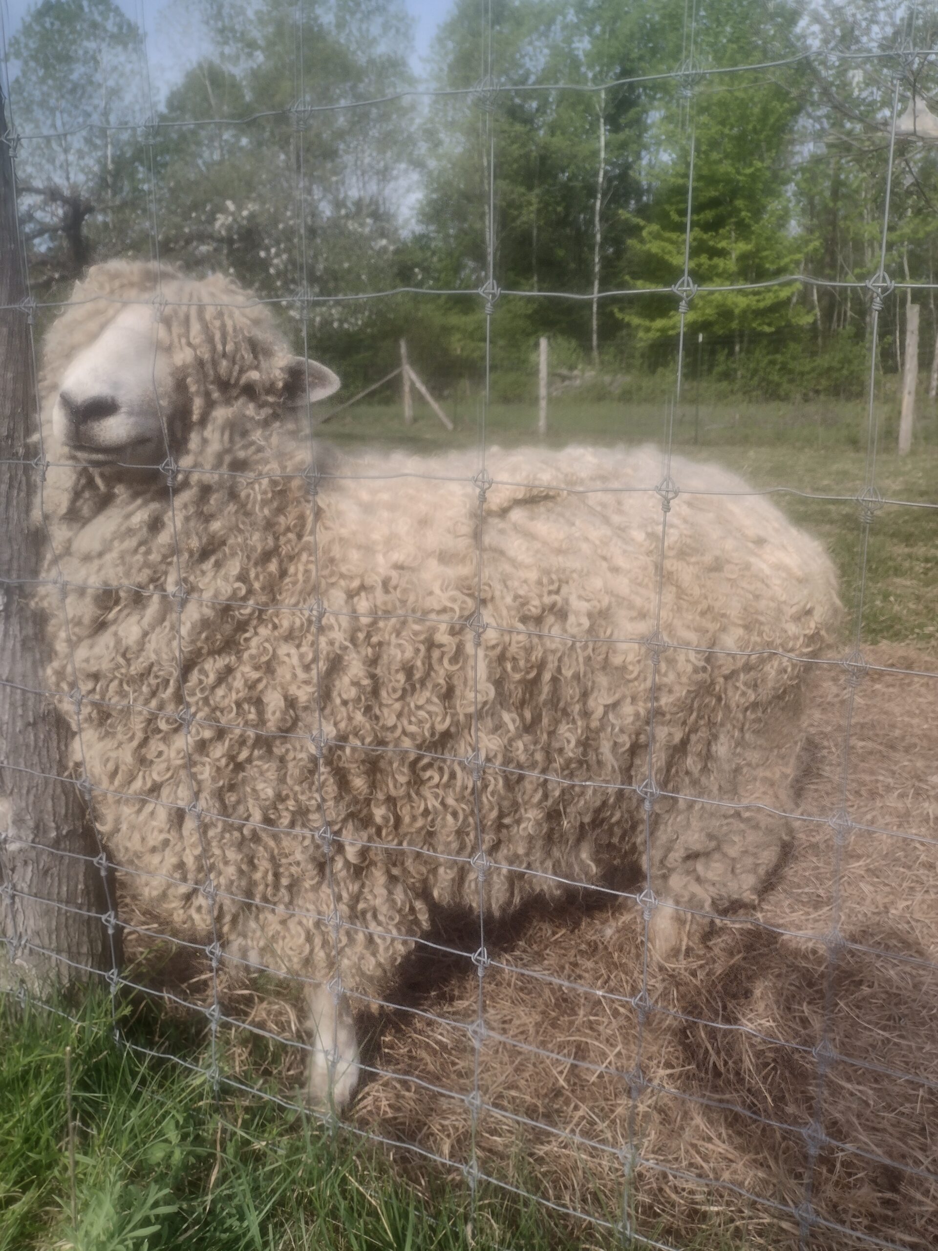 ACRA RAM