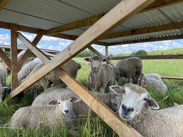 Cotswold ewe lambs for sale