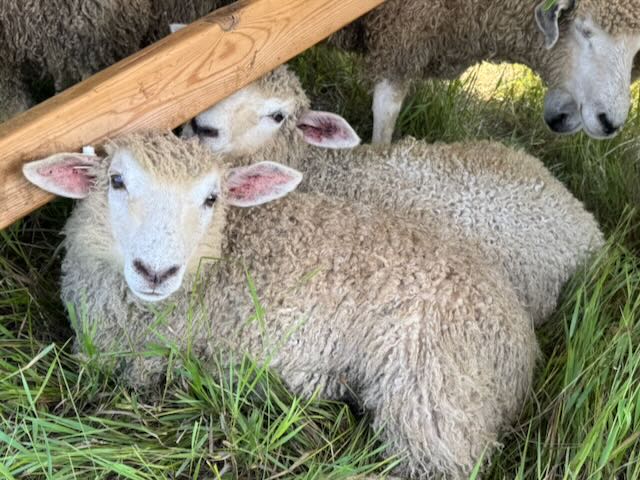 Cotswold ewe lambs for sale