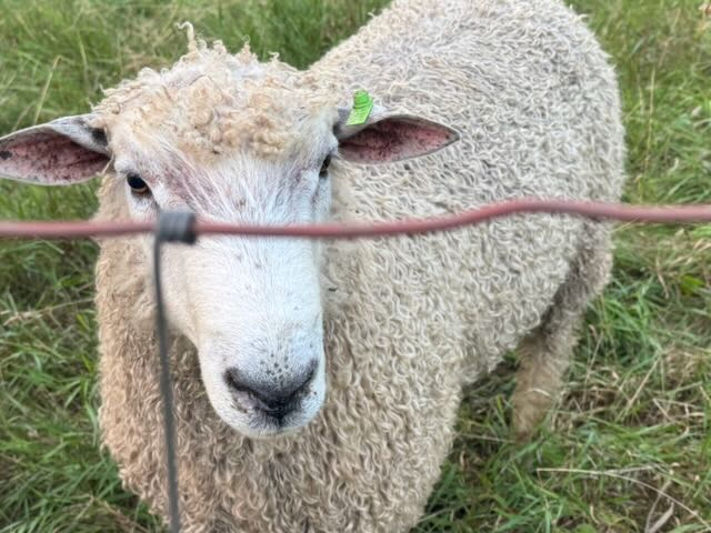Rams for sale