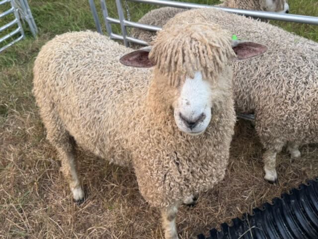 Rams for sale